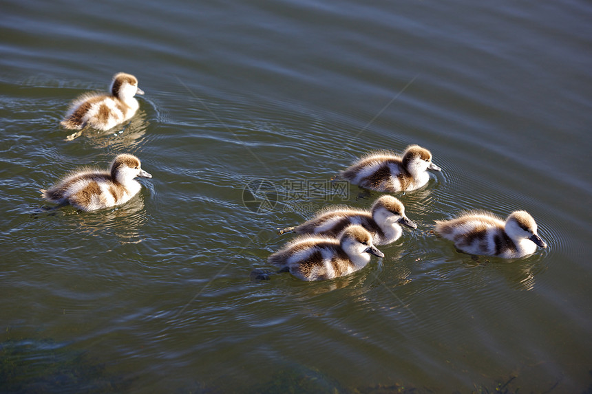 Shelduck 鸭子兄弟姐妹团结小鸭子刺猬羽毛游泳生活池塘家庭鸟类图片