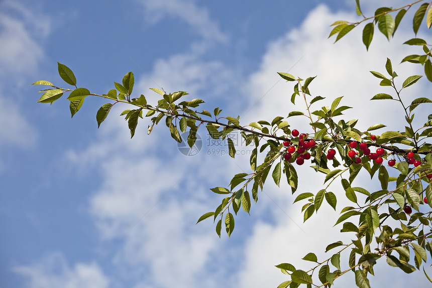 在阳光明媚的一天 树上成熟的红樱桃图片