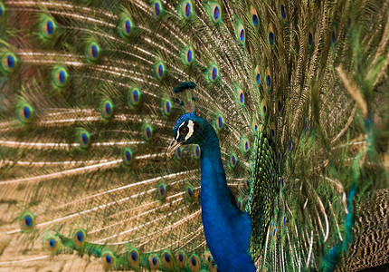 蓝孔雀显示羽毛吸引力舞蹈白色男性动物展示注意力绿色蓝色鸟类背景图片