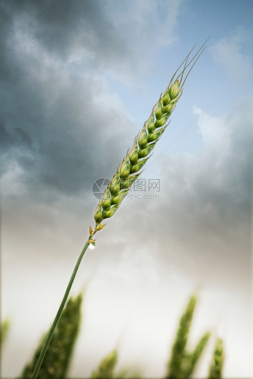 农耕小麦面包植物黄色培育粮食大麦种子农业农场图片