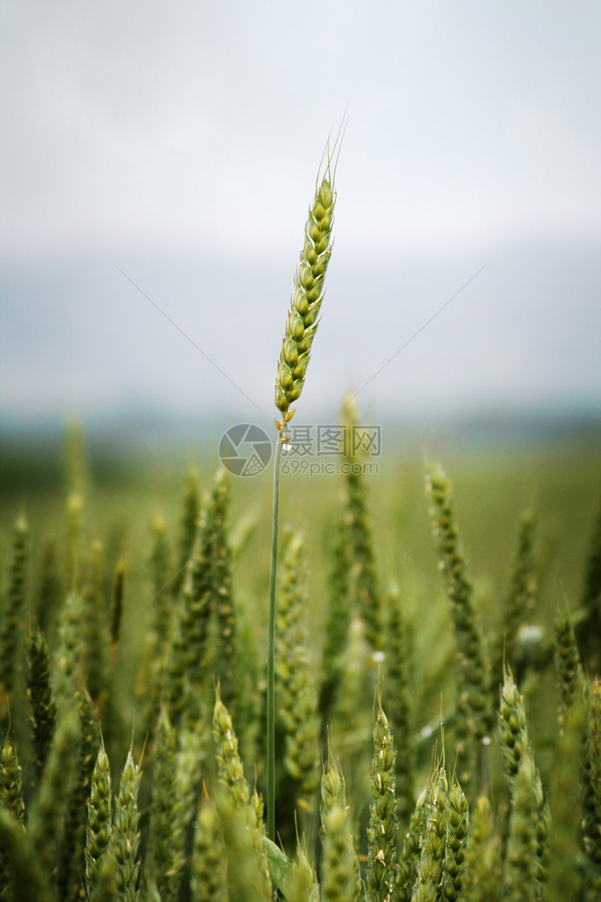 农耕场地生产尖刺农民黄色栽培粮食种子收成小麦图片