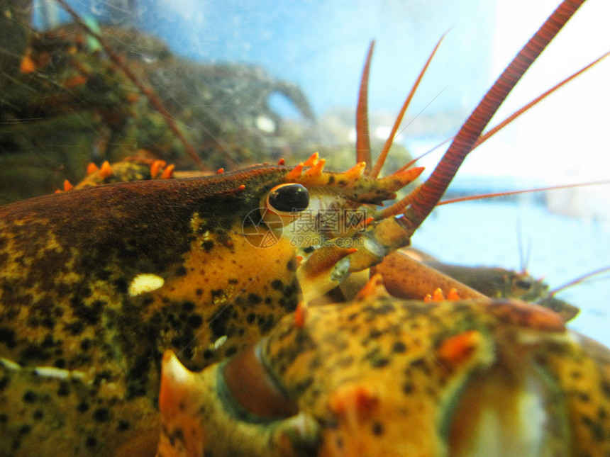 龙虾市场螃蟹甲壳贝类海鲜海洋生物奢华餐厅眼睛海洋图片