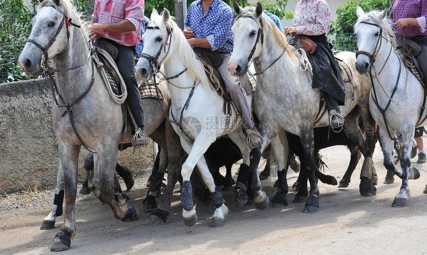 卡马格马男人灰色鞭策展览会速度骑马街道小马动物村庄图片