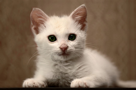 绿色眼睛小猫可爱的小白小猫3背景