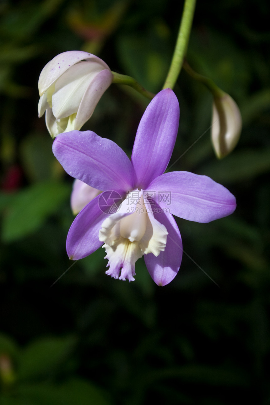 紫紫兰兰花温室花园植物热带图片