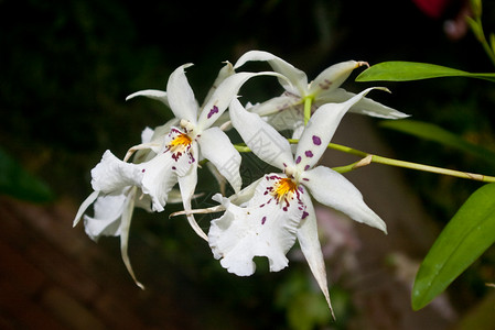 白兰花兰花植物紫色温室花园热带背景图片