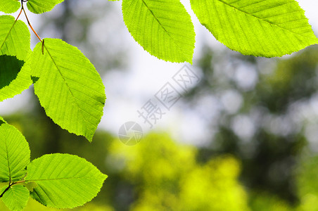 树叶和复制空间晴天环境生态植物绿色背景花园太阳框架公园背景图片