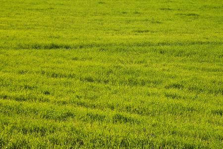 草草地地面绿色乡村场地背景图片