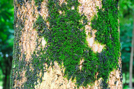 绿树绿色森林苔藓背景图片