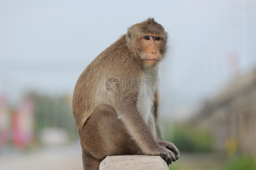 单猴子图片