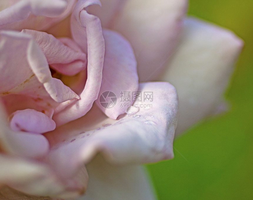 粉红玫瑰花园植物花瓣礼物宏观图片
