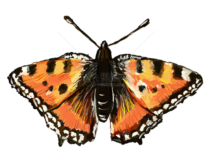 蝴蝶翅膀花园橙子生物学黄色红色斑点绘画昆虫漏洞图片