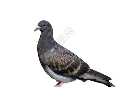 鸽子灰色象征动物背景图片