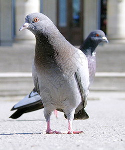 鸽子动物灰色象征姿势背景图片