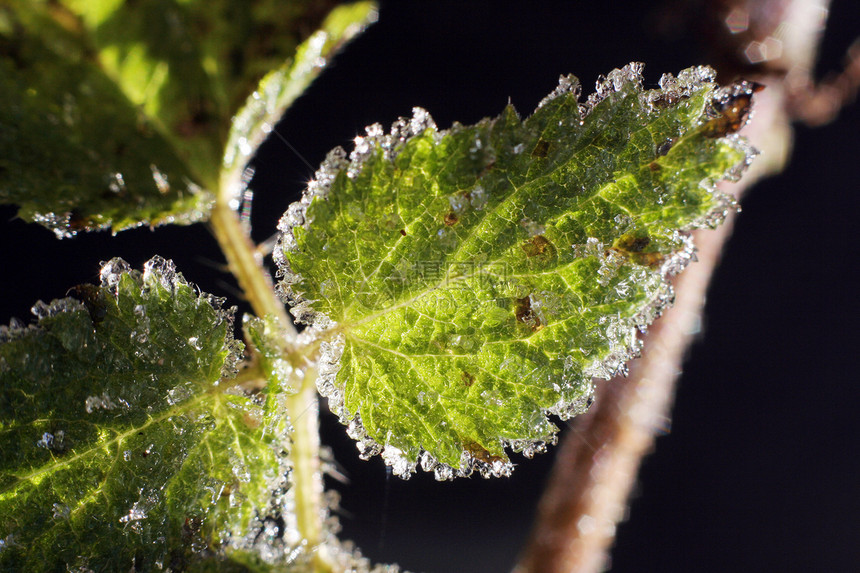 刺纹织物沙拉荨麻牧草生物水晶植物学植物叶子绿色植物印象图片