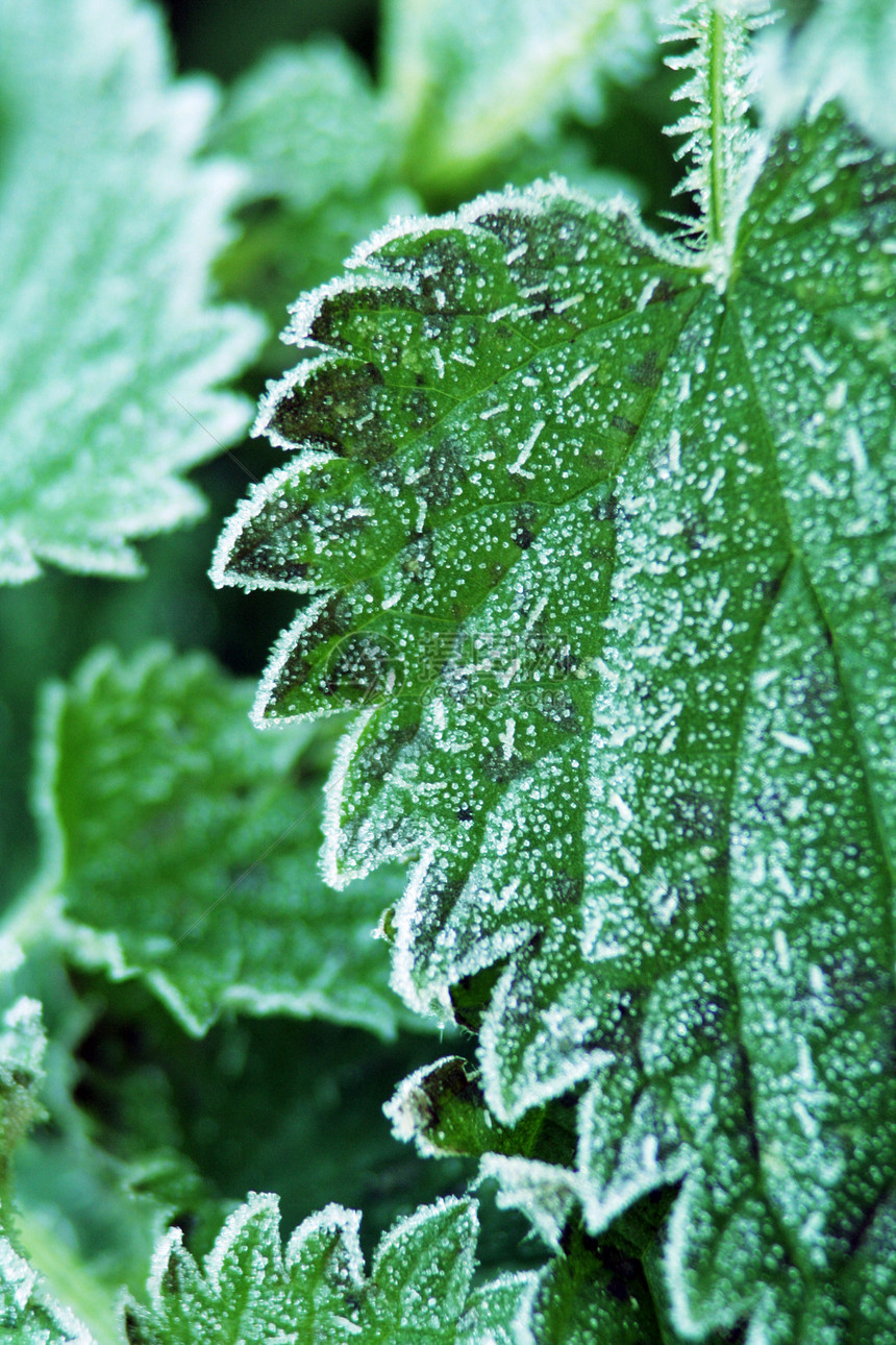 刺纹织物印象草药伤害烧伤水晶生物牧草燃烧荨麻沙拉图片