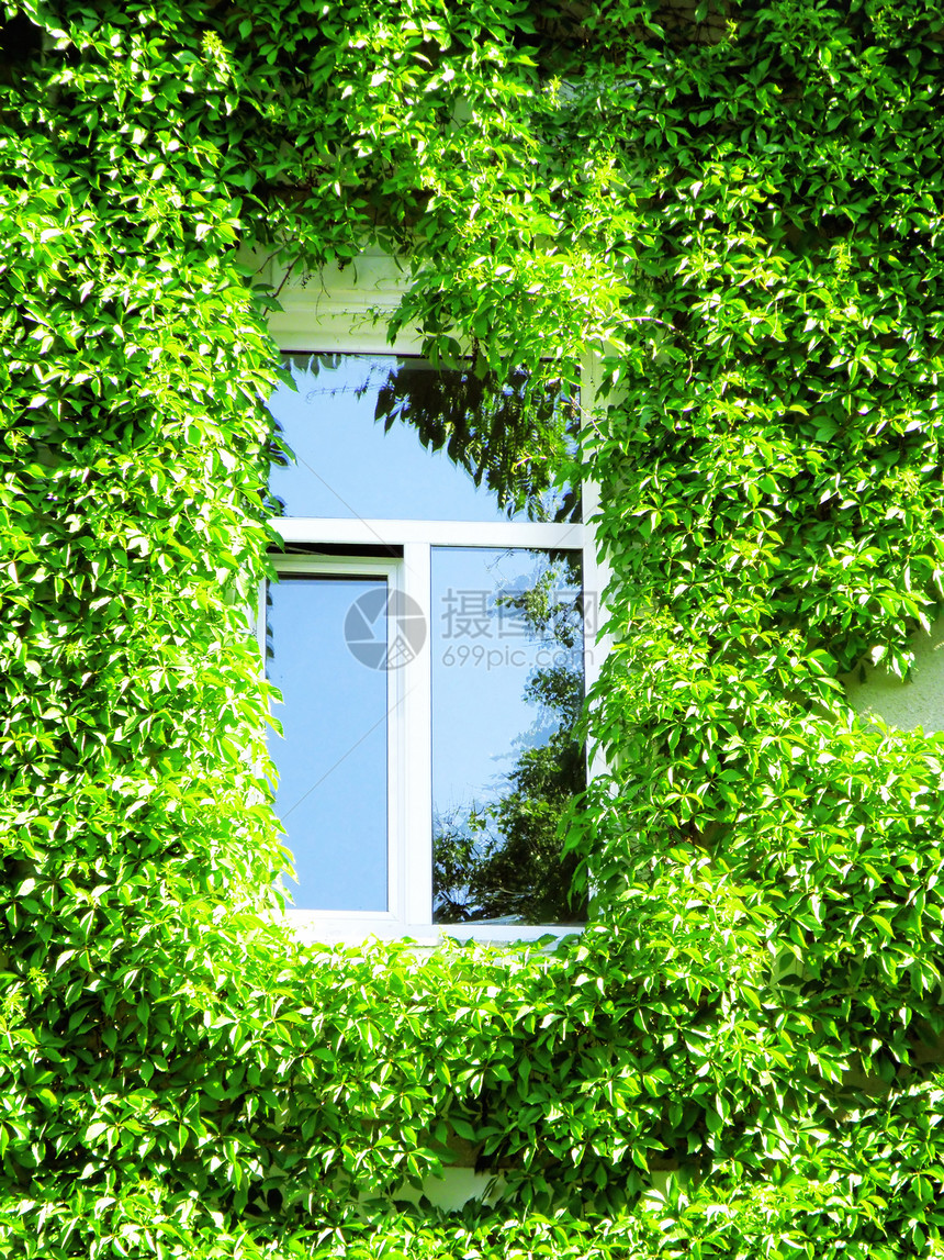 窗户水果葡萄园房子藤蔓绿色图片