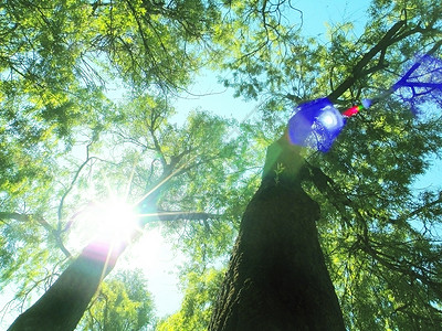 森林绿色榉木太阳阳光背景图片