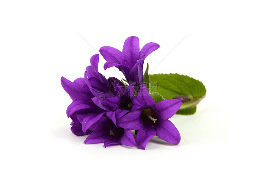 紫花朵晴天植物学生活地面气候花园生长香味树叶园艺图片