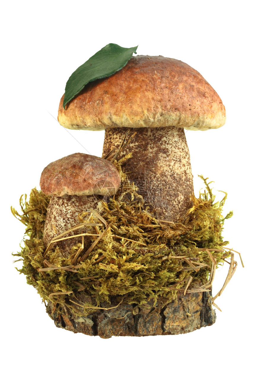 两个棕色蘑菇的死活图片
