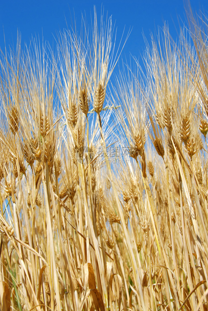 小麦耳朵蓝色质量核心农场食物谷物面包面粉粮食碎粒图片