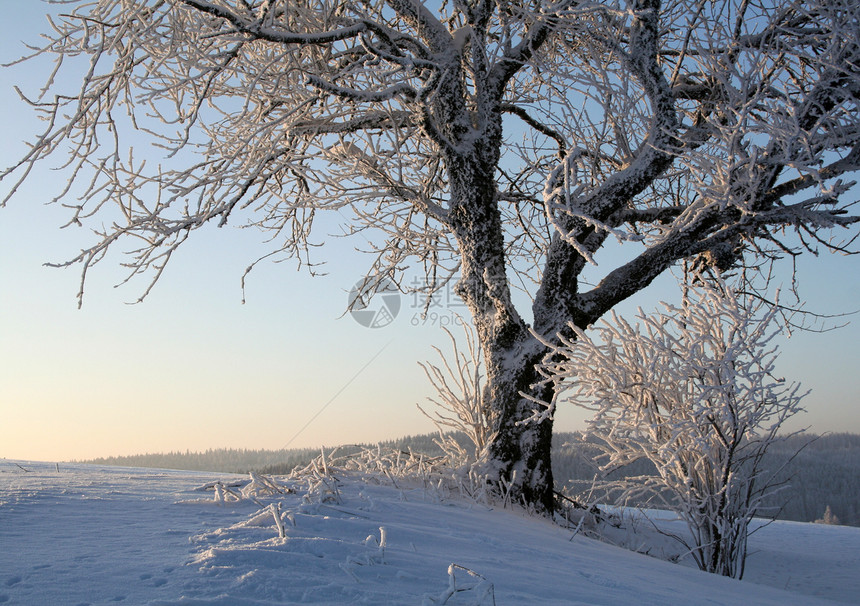寒冷的冬季雪花太阳雪堆反射针叶树木森林云杉黑森林温度图片