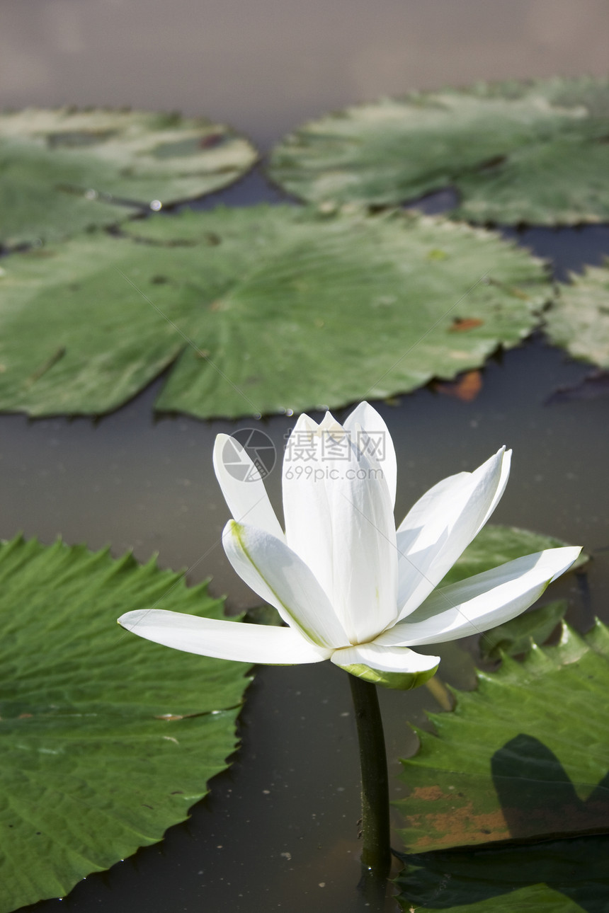 白水百合美丽树叶冥想植物荒野花园池塘花朵季节公园图片