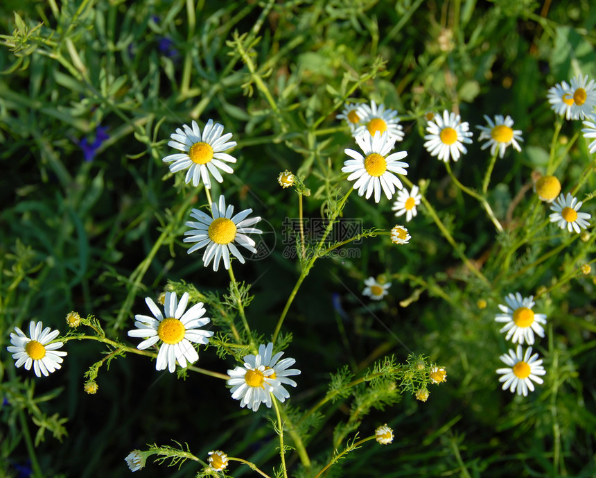 Daisy草地环境植物树叶花瓣生长种植太阳荒野植物群花朵图片