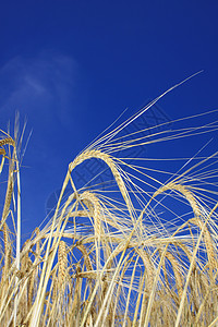 黄金小麦麦田农业培育麦穗大麦农场场地蓝色金子天空背景图片
