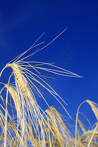 黄金小麦耳天空农业麦穗蓝色麦田农场金子培育场地大麦背景图片