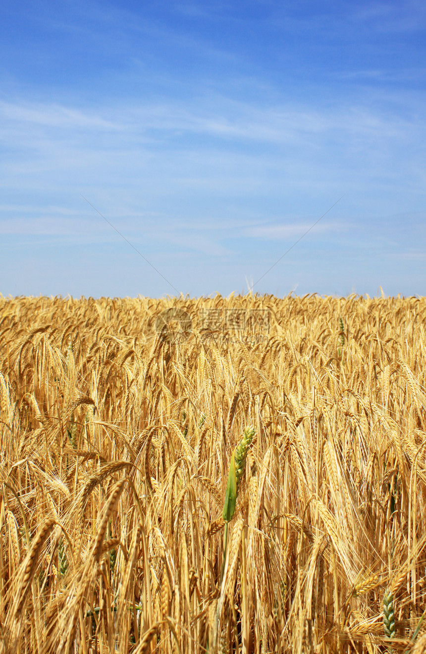 黄金小麦田天空农业场地麦穗蓝色大麦金子麦田绿色农场图片