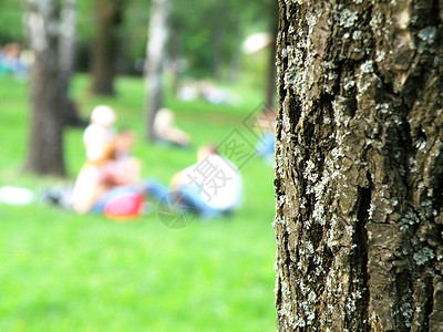 家庭红木效果木头纹理橡树树木休息公园背景图片