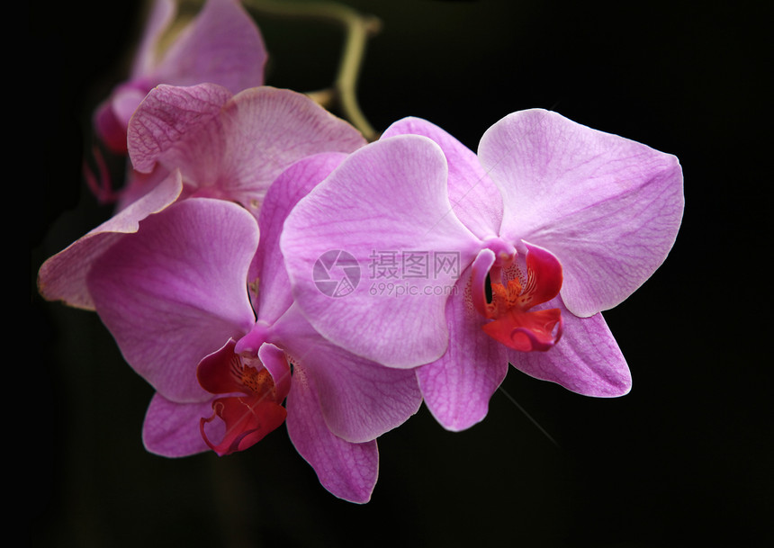 兰花植物群花瓣粉色美丽热带紫色白色脆弱性框架杂交种图片