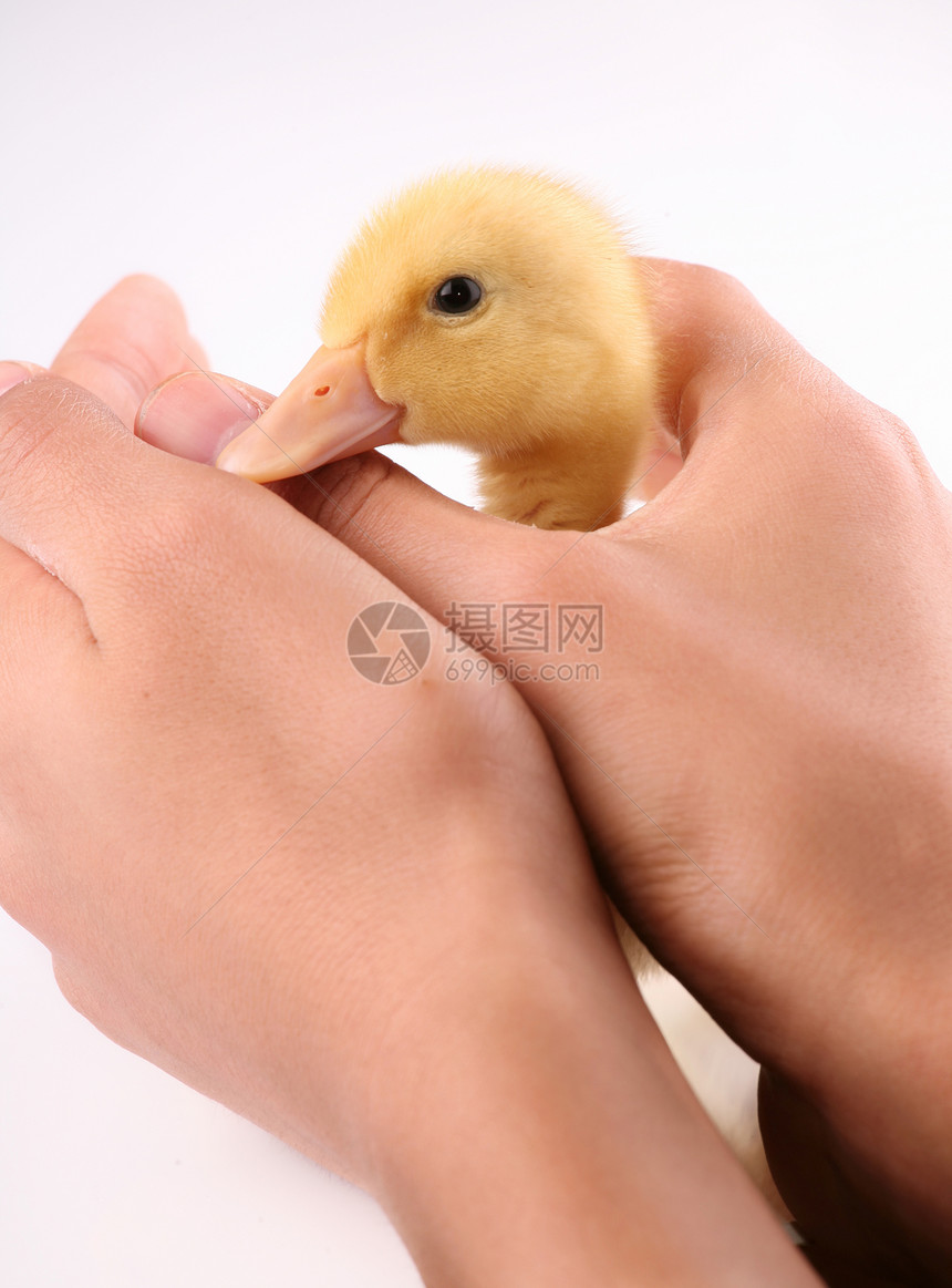 鸭子握在孩子的手里图片