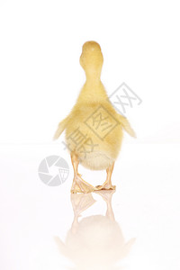 可爱的黄鸭毛皮鸭子白色家禽黄色婴儿动物小鸭子背景图片
