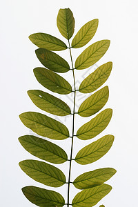 植物 植物园 叶子专题环境生活文章绿色背景图片