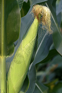 作物 玉米背景图片
