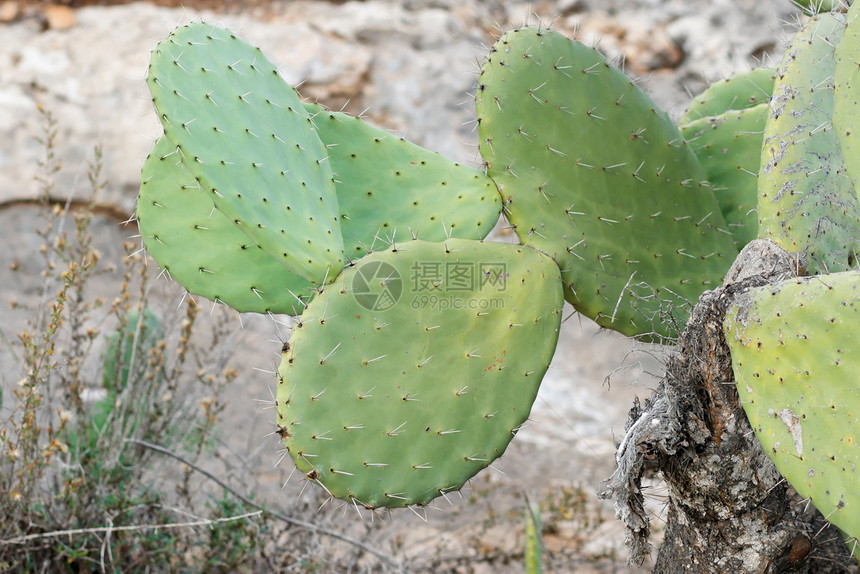 Tzabar 仙人掌 或刺痛的梨子绿色植物植物群荆棘叶子石头干旱沙漠图片