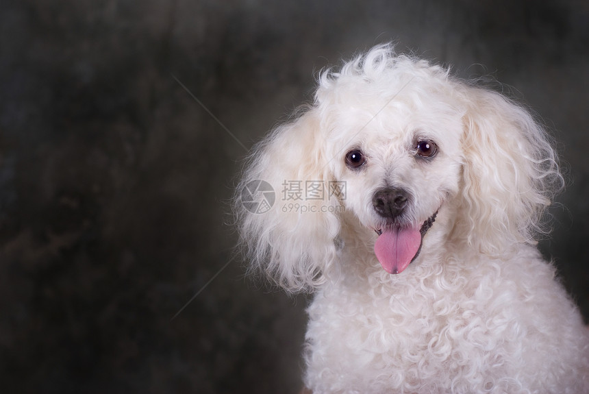 Poodle 画像图片