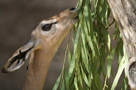 Gerenuk吃叶子高清图片