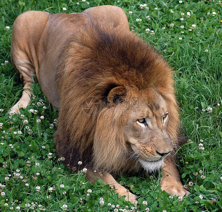 狮子环境晶须捕食者动物学荒野野生动物男性猎人食肉危险图片