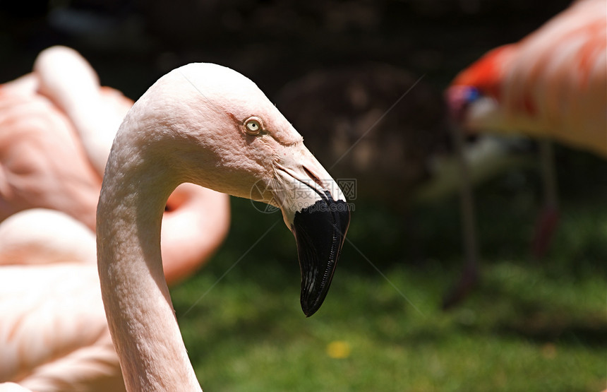 粉红火烈鸟野生动物鸟类眼睛团体草地动物水平动物园羽毛图片
