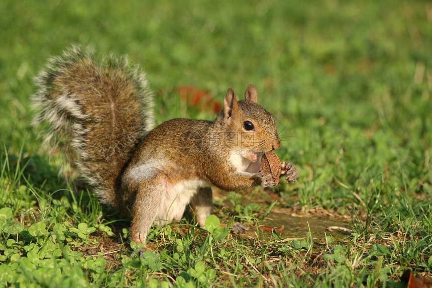 吃松松鼠灰色松鼠核桃生物棕色坚果草地哺乳动物荒野绿色图片