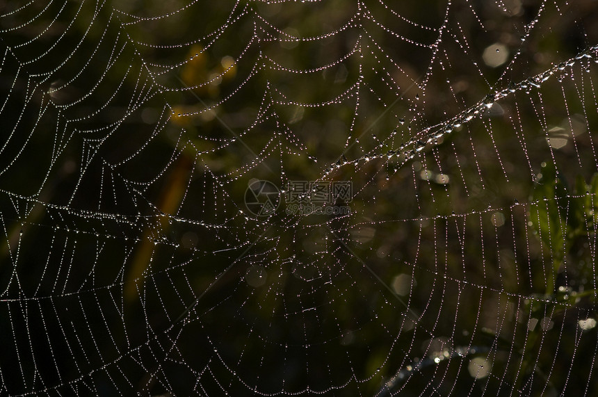 带有闪亮露珠的 cobweb斑点珠子细节纤维亮度蛛网蹼状灯丝蜘蛛网宏观图片