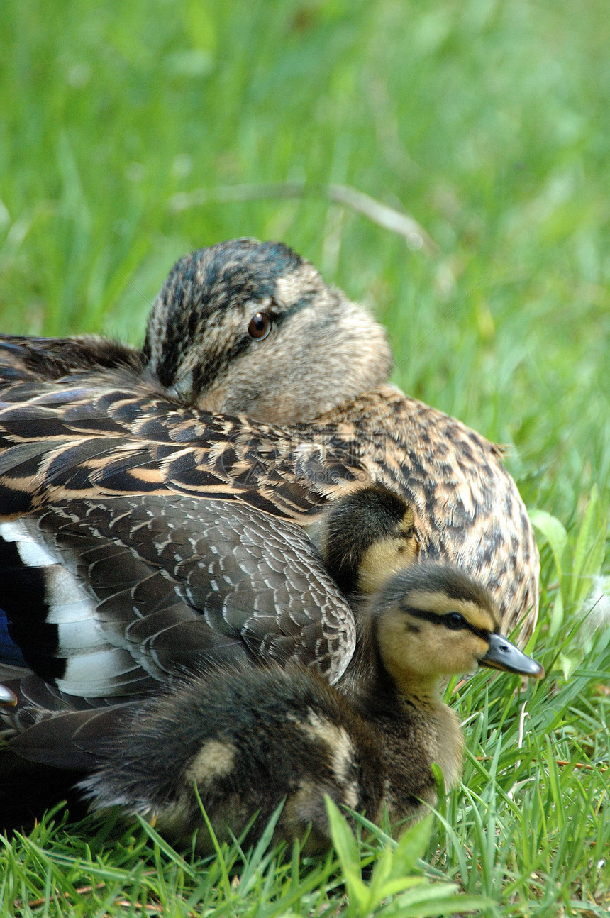 妇幼母亲和儿童野生动物动物群鸭子小鸭子家庭孩子们图片