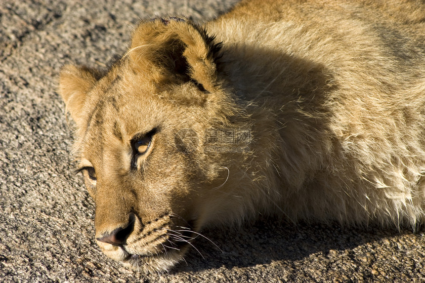休息的狮子荒野捕食者危险哺乳动物动物野生动物食肉图片