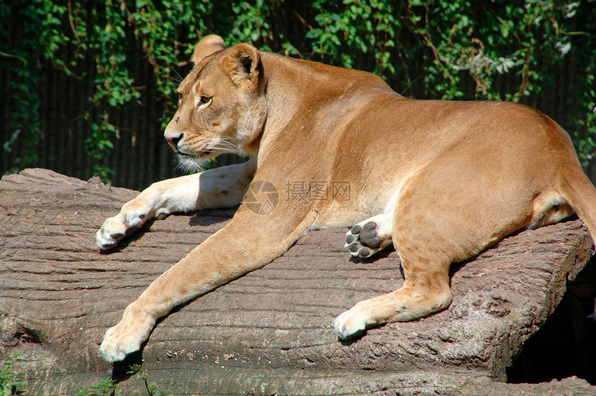 狮子猎人微笑母狮危险警报国王头发孤独鼻子捕食者图片
