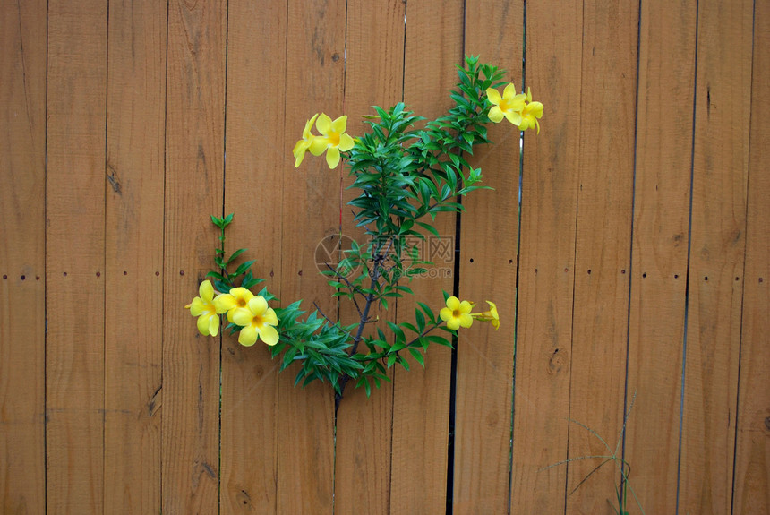 花朵绿色季节生长晴天黄色图片