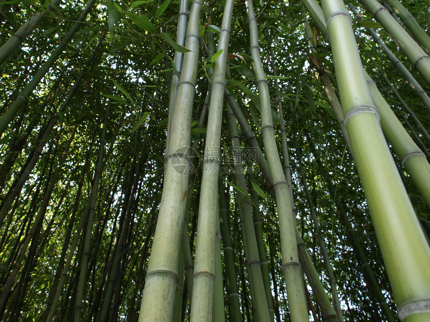 竹子公园植被甘蔗树叶森林叶子木头花园树木荒野图片