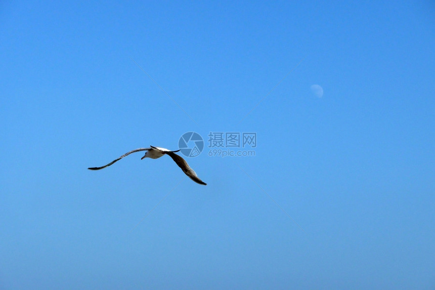 飞行中海鸥鸟类蓝色生态野生动物龟形天空动物图片